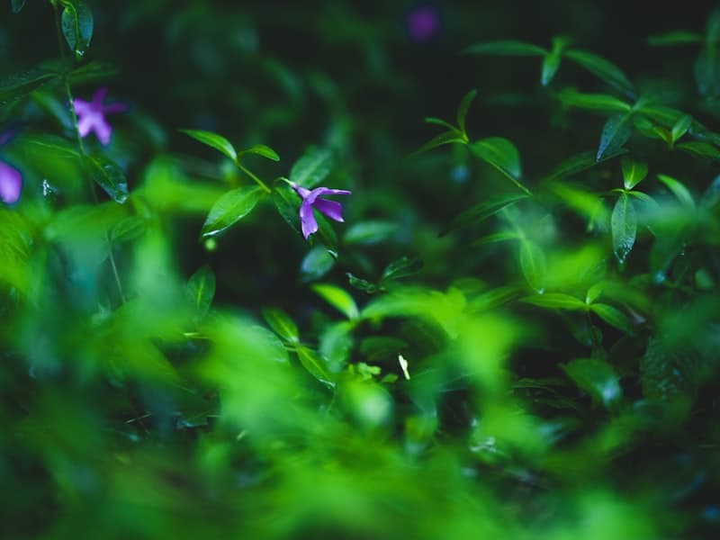 Fresh green foliage